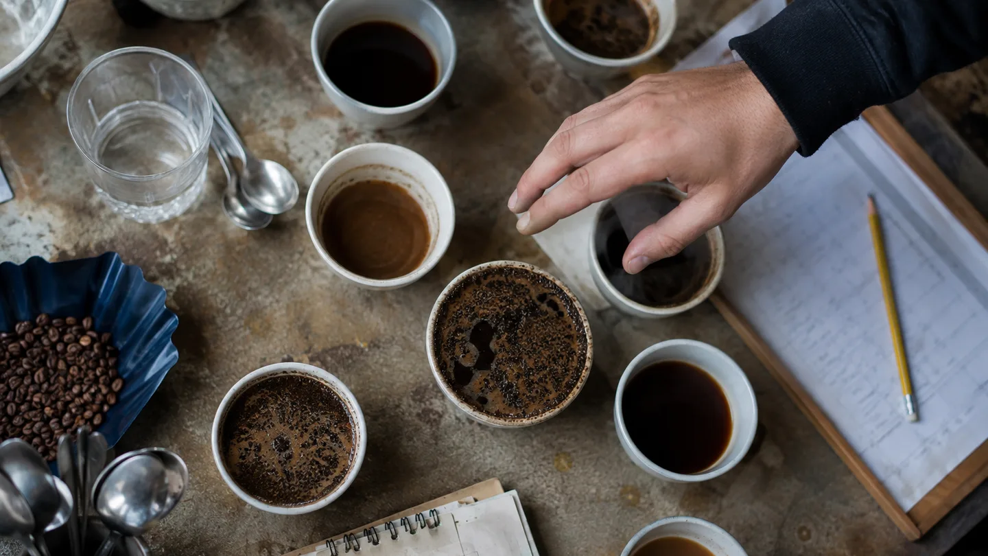 A home taster compares several coffee bowls beside marked forms, showing how a rating is judged.